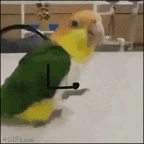 Polly The Parrot voice changer