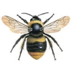 robot :) voice changer