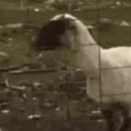 Girl Voice (meeh) voice changer