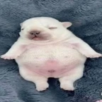 Pibble Voice v1 voice changer