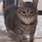 microphone voice changer