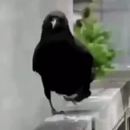 crow voice changer