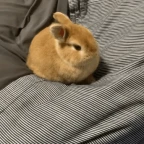 Studio (3: voice changer