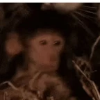 wallahi voice changer