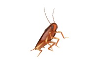 Dancing Cockroach voice changer