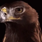 hawk voice changer