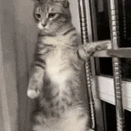 CAT voice changer