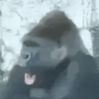 Gorilla voice changer