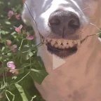 ehehhehe v voice changer