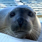 Omega Voice Changer voice changer