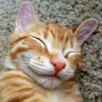 Echo Reverb voice changer