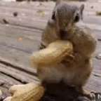 SILLY CHIPMUNK voice changer