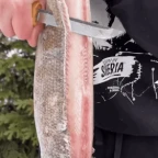 ryba ale to nie ryba voice changer