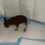 best mic ever voice changer