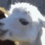 Llamarider voice changer