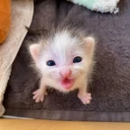 Singing Voice voice changer