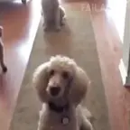 Dogshitter voice changer