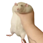 clean eq voice changer