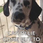 ollie voice changer
