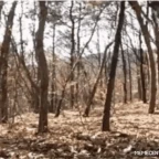 forest monster voice changer