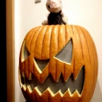 tesy kay pumpkin rabbit voice changer