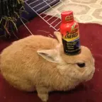 Pokoi v bogatstve voice changer