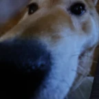 Deep fried mic voice changer