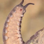 roboradia voice changer