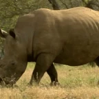 rhinoceros voice changer