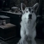 Sira Direwolf voice changer
