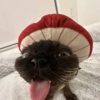 KAROKE voice changer