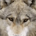LOBA voice changer