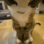 Allied Master Computer voice changer