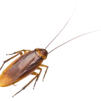 kurouroshi voice changer