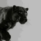 malik puma voice changer