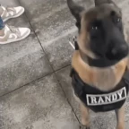 K9 gtag voice changer