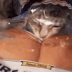 buns voice changer