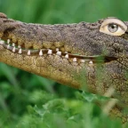 snappy voice changer