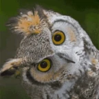 coruja voice changer