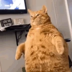 the echo guy voice changer