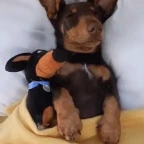 pibble remix voice changer