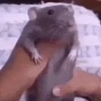 Lord Whiskers voice changer