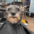 lil jit voice changer