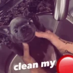 pibble voice changer