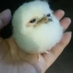 omagohhTotaly voice changer