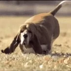 Hound voice changer