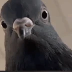 PIGEON MINECRAFT voice changer