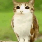 my meowl voice changer