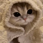 cat in a blanket voice changer