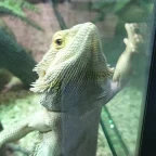 THE GEK voice changer